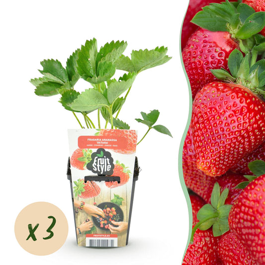 Fragaria 'Maxim' - winterharde Aardbei - 3 planten - Pot 9cm