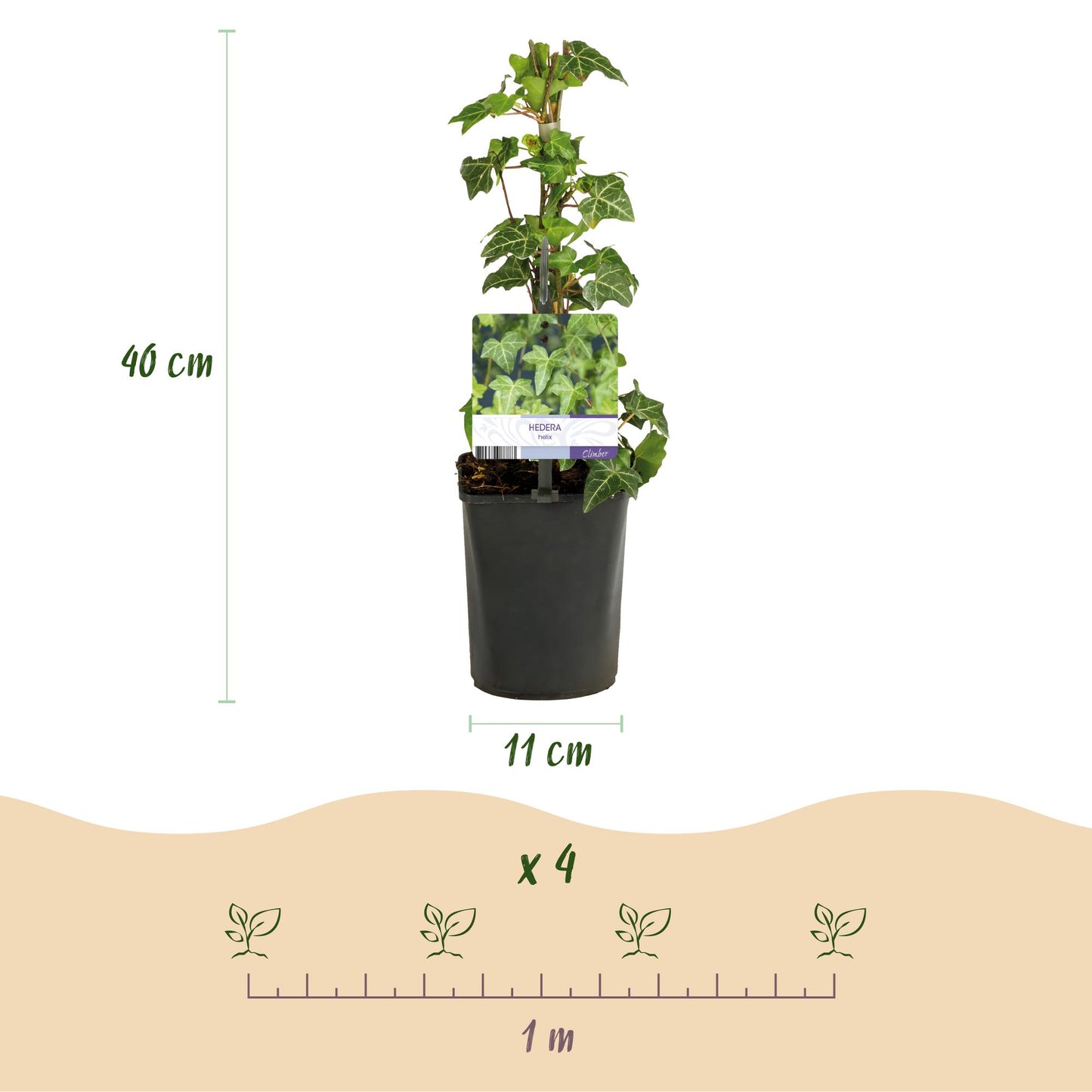 Klimplantenmix 'Rainbow' 4 soorten klimplanten
