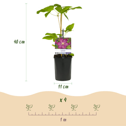 Clematis 'Ville de Lyon' - Clematis - 2 planten - Pot 11cm - Hoogte 40cm