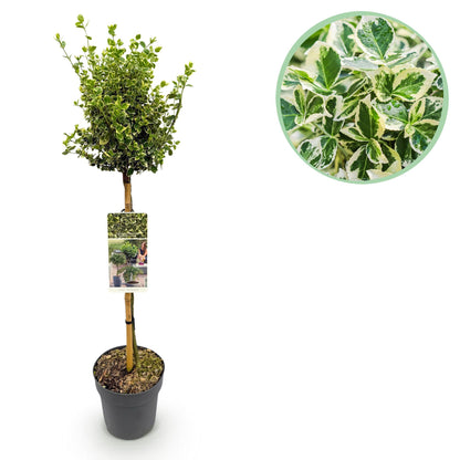 Euonymus fortunei 'Emerald Gaiety' op stam - Kardinaalshoed - hoogte 90cm