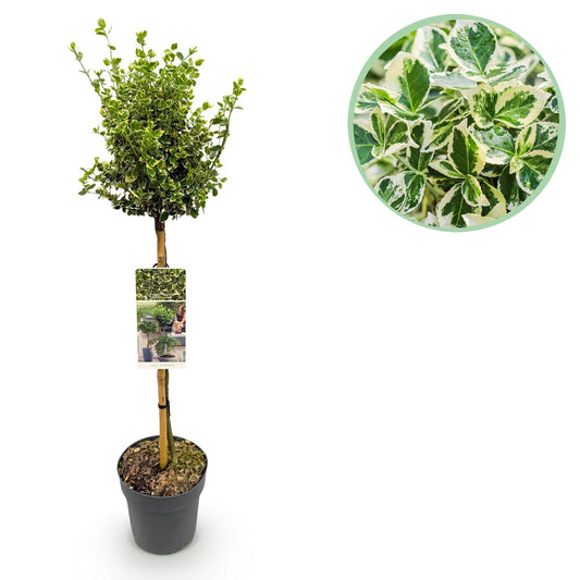Euonymus fortunei 'Emerald Gaiety' op stam - Kardinaalshoed - hoogte 90cm