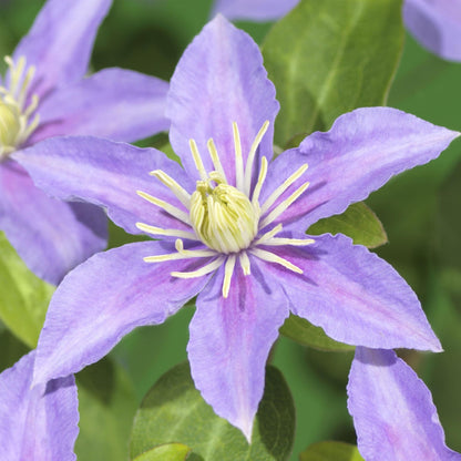 Clematis 'Justa' - Clematis - 2 planten - Pot 11cm - Hoogte 40cm
