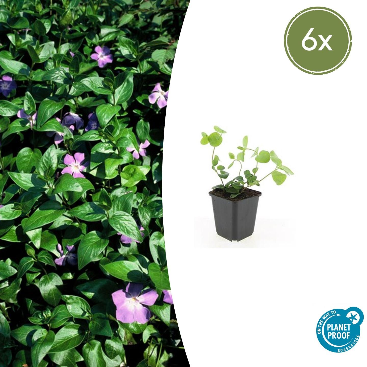 Vinca major - Maagdenpalm