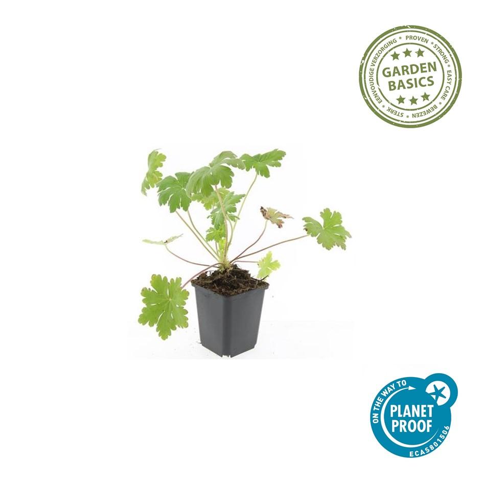 Geranium macrorrhizum 'Ingwersen's Variety' - Ooievaarsbek