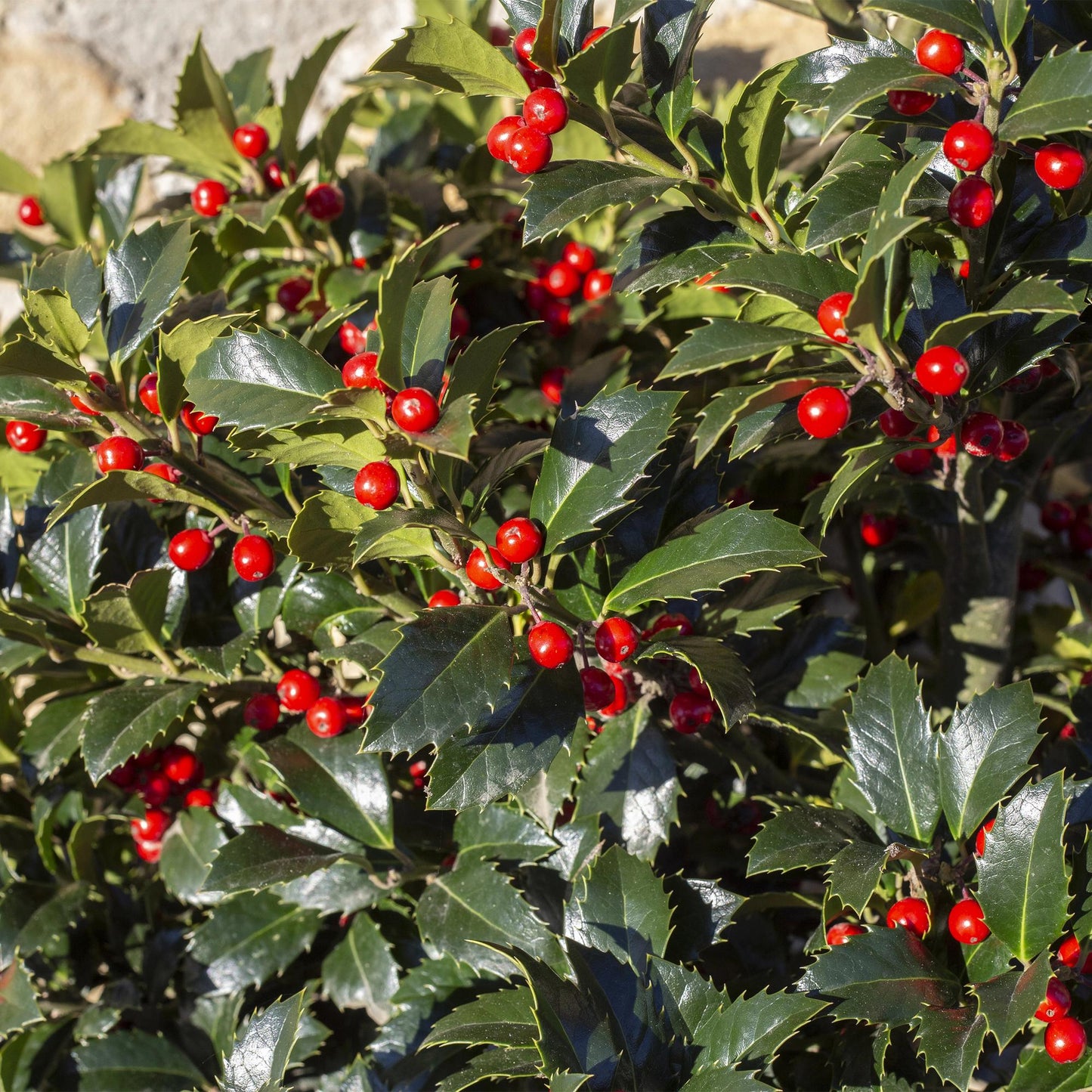 Ilex mes. 'Blue Maid' - blauwe Hulst - hoogte 25-30cm