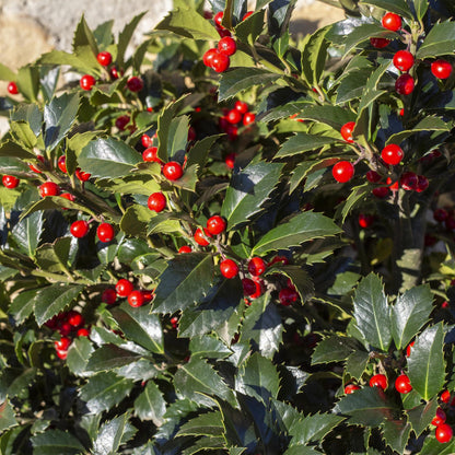 Ilex mes. 'Blue Maid' - blauwe Hulst - hoogte 25-30cm