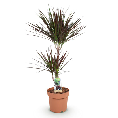 Dracaena Magenta - Drakenbloedboom - 1 plant - pot 21cm - hoogte 90-100cm