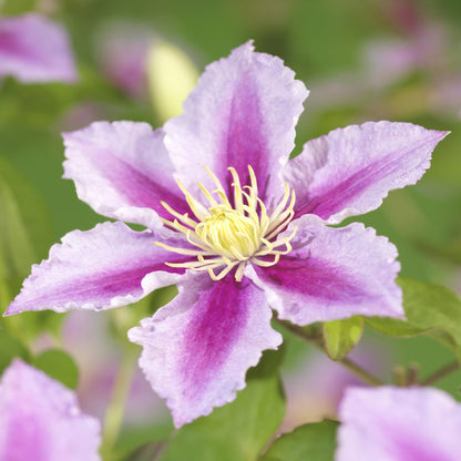 Clematis 'Piilu' - Clematis - Pot 11cm - Hoogte 40cm
