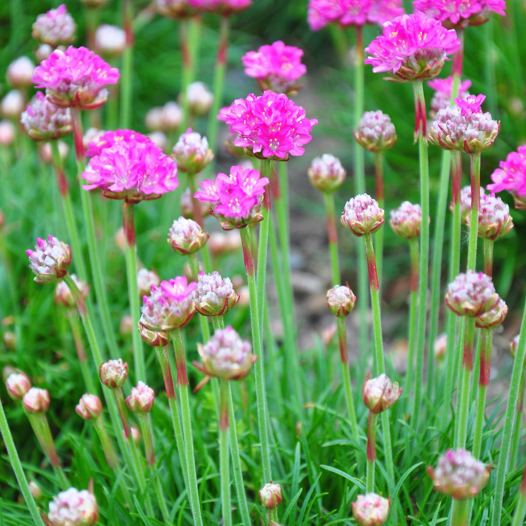 Armeria maritima 'Splendens' - Engels gras