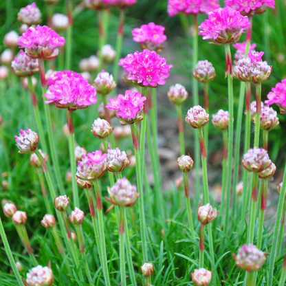 Armeria maritima 'Splendens' - Engels gras