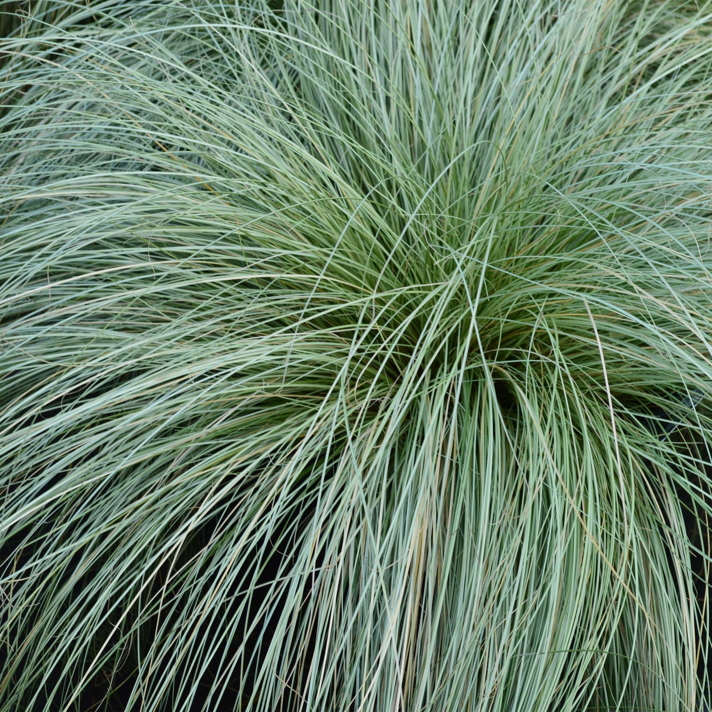 Green boutiQ - Siergrassen - Carex comans Frosted Curls - Groen - 4 Planten - Bladhoudend - Weinig Onderhoud - Pot 17cm Hoogte 50cm