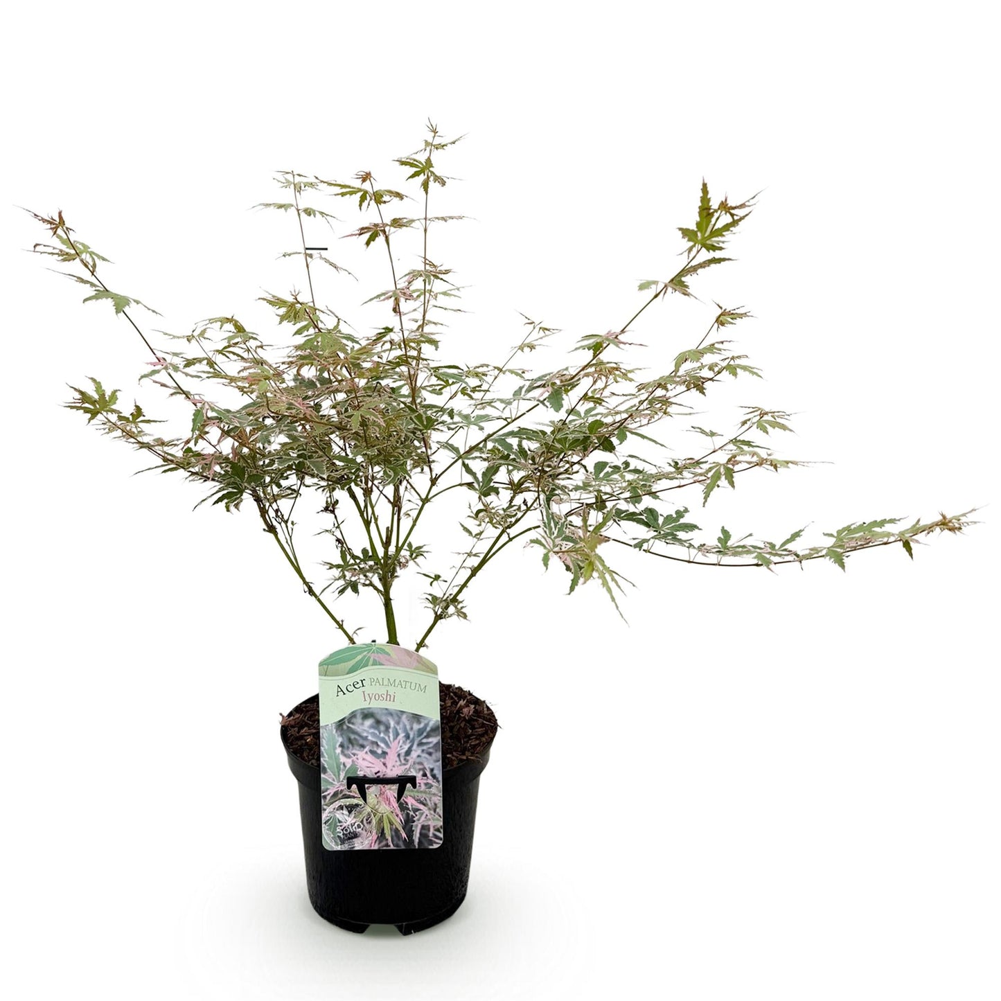 Acer palmatum 'Lyoshi' - Japanse Esdoorn - hoogte 70cm