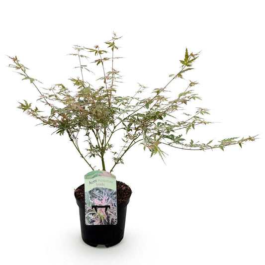 Acer palmatum 'Lyoshi' - Japanse Esdoorn - hoogte 70cm