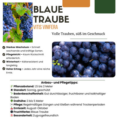 Biologische druivenplanten - 6 planten - Ø 13 cm - ↨ 20 cm