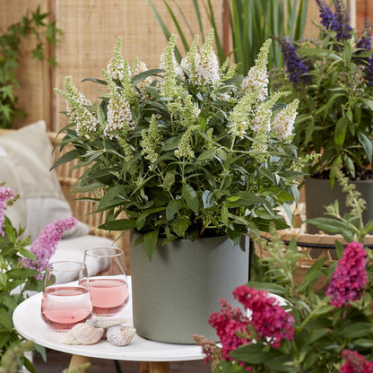 Buddleja davidii 'Butterfly Candy Little White' - Vlinderstruik - hoogte 20-25cm