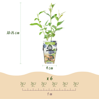 Vaccinium corymbossum 'Goldtraube' - Blauwe bes - 6 planten - Pot 9cm