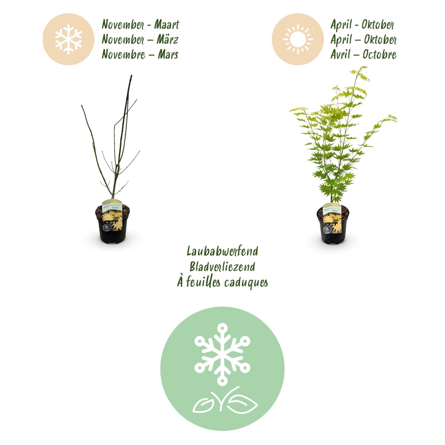 Green boutiQ - Terrasplant - Japanse Esdoorn - Acer palmatum Jordan - Geel - 2 Planten - Bladverliezend - Pot 19cm Hoogte 70cm