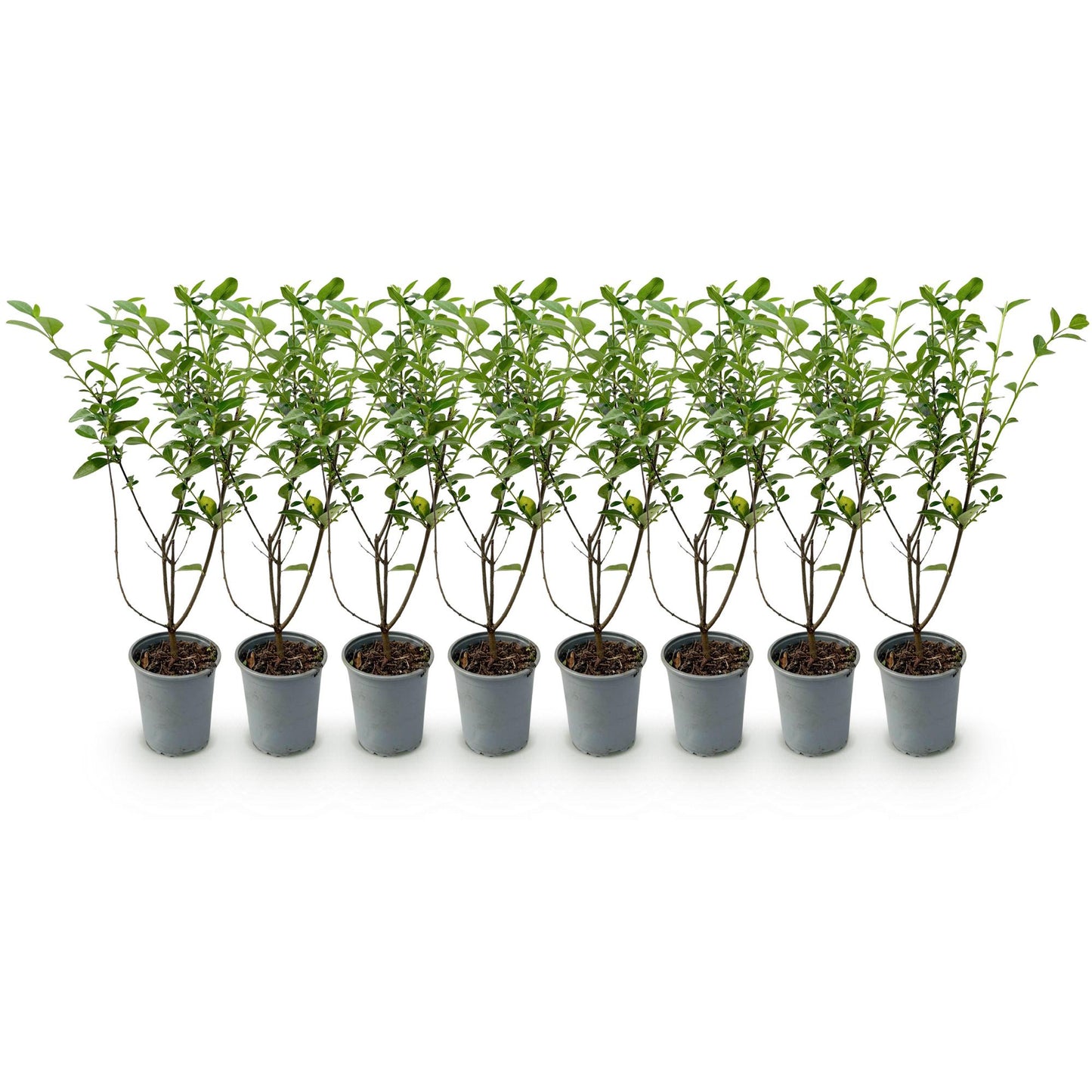 Ligustrum ovalifolium - Liguster - hoogte 35-40cm