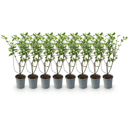 Ligustrum ovalifolium - Liguster - hoogte 35-40cm
