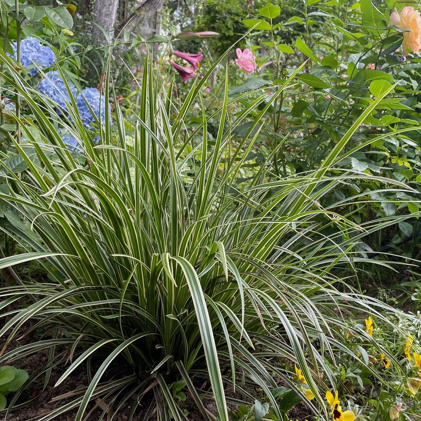Green boutiQ - Siergrassen - Carex morrowii Ice Dance  - Wit & Groen - 1 Planten - Groenblijvend - Winterhard - Pot 17cm Hoogte 50cm