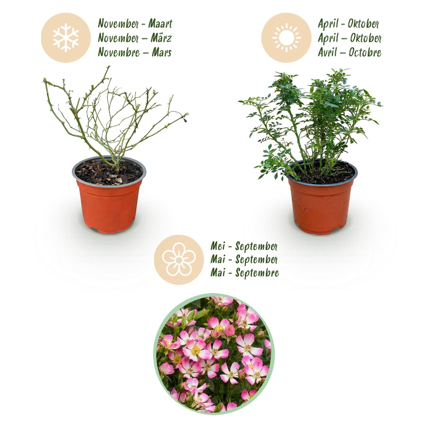 Rosa 'Cutie Pie' - Roos - hoogte 20-25cm
