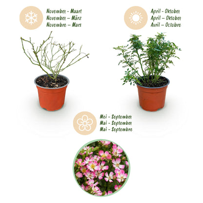 Rosa 'Cutie Pie' - Roos - hoogte 20-25cm