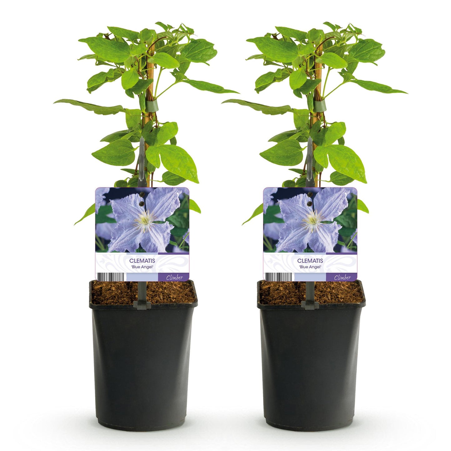 Clematis 'Blue Angel' - Clematis - 2 planten - Pot 11cm - Hoogte 40cm