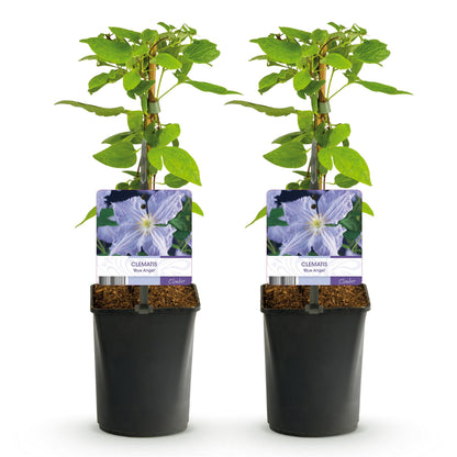 Clematis 'Blue Angel' - Clematis - 2 planten - Pot 11cm - Hoogte 40cm