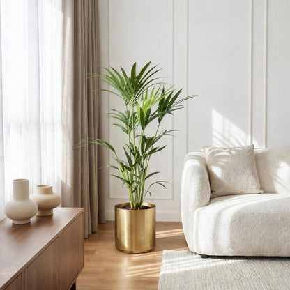 Howea Forsteriana - Kentia Palm - pot 21cm - hoogte 120-130cm