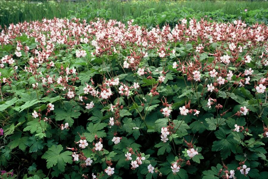 Geranium macrorrhizum 'Spessart' - Ooievaarsbek