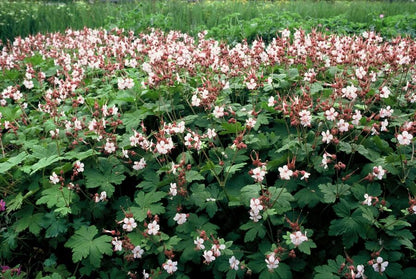 Geranium macrorrhizum 'Spessart' - Ooievaarsbek