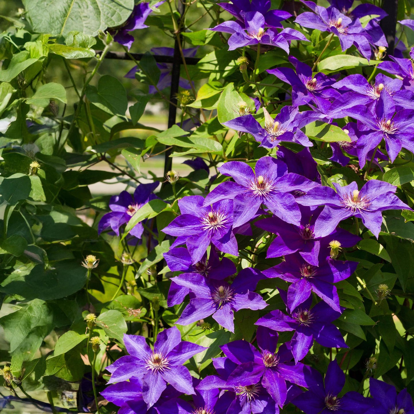 Clematis 'The President' - Clematis - 2 planten - Pot 11cm - Hoogte 40cm