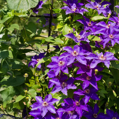 Clematis 'The President' - Clematis - 2 planten - Pot 11cm - Hoogte 40cm