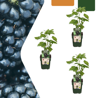 Biologische bramenplanten - 3 planten - Ø 13 cm - ↨ 20 cm