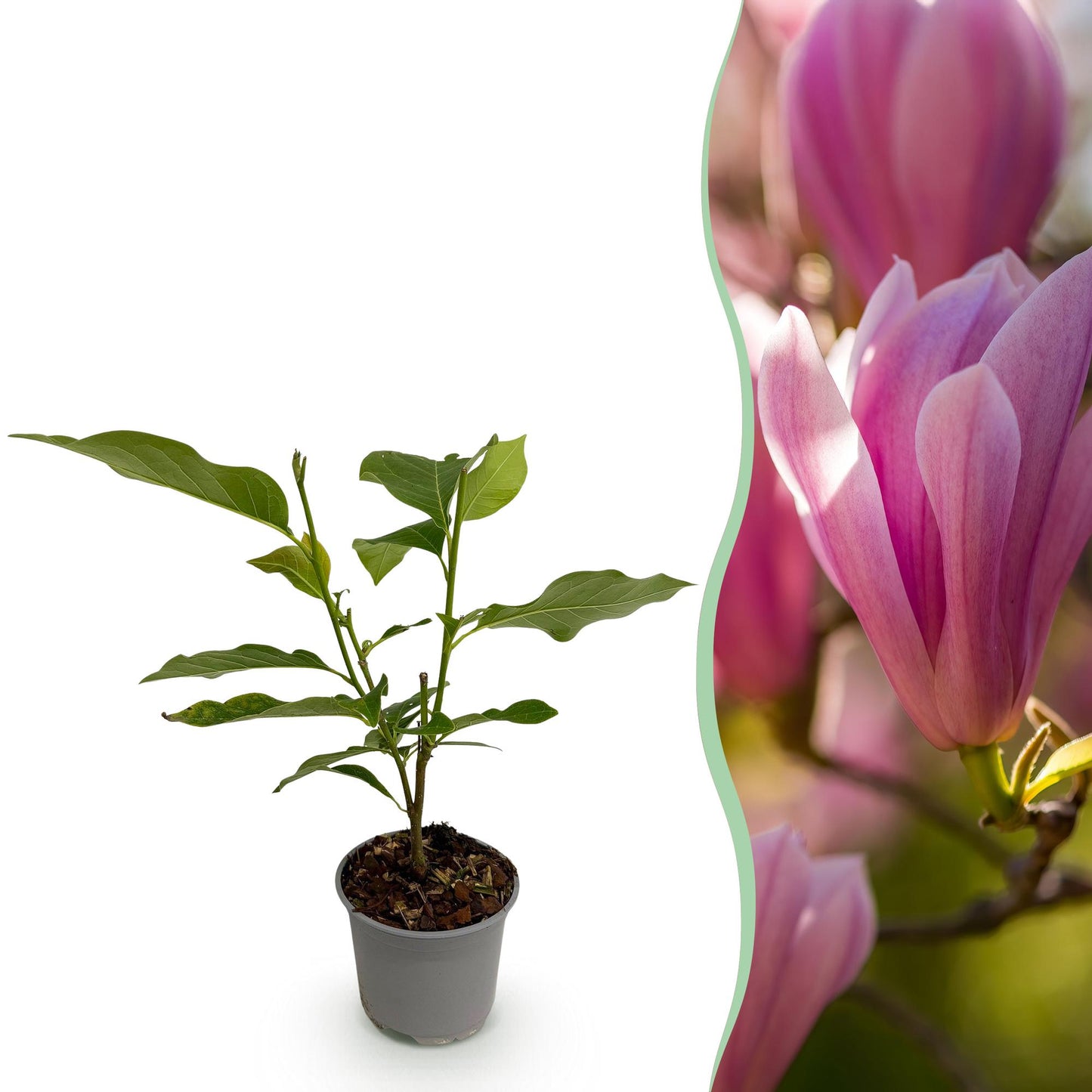 Magnolia 'Heaven Scent' - Magnolia - hoogte 30cm