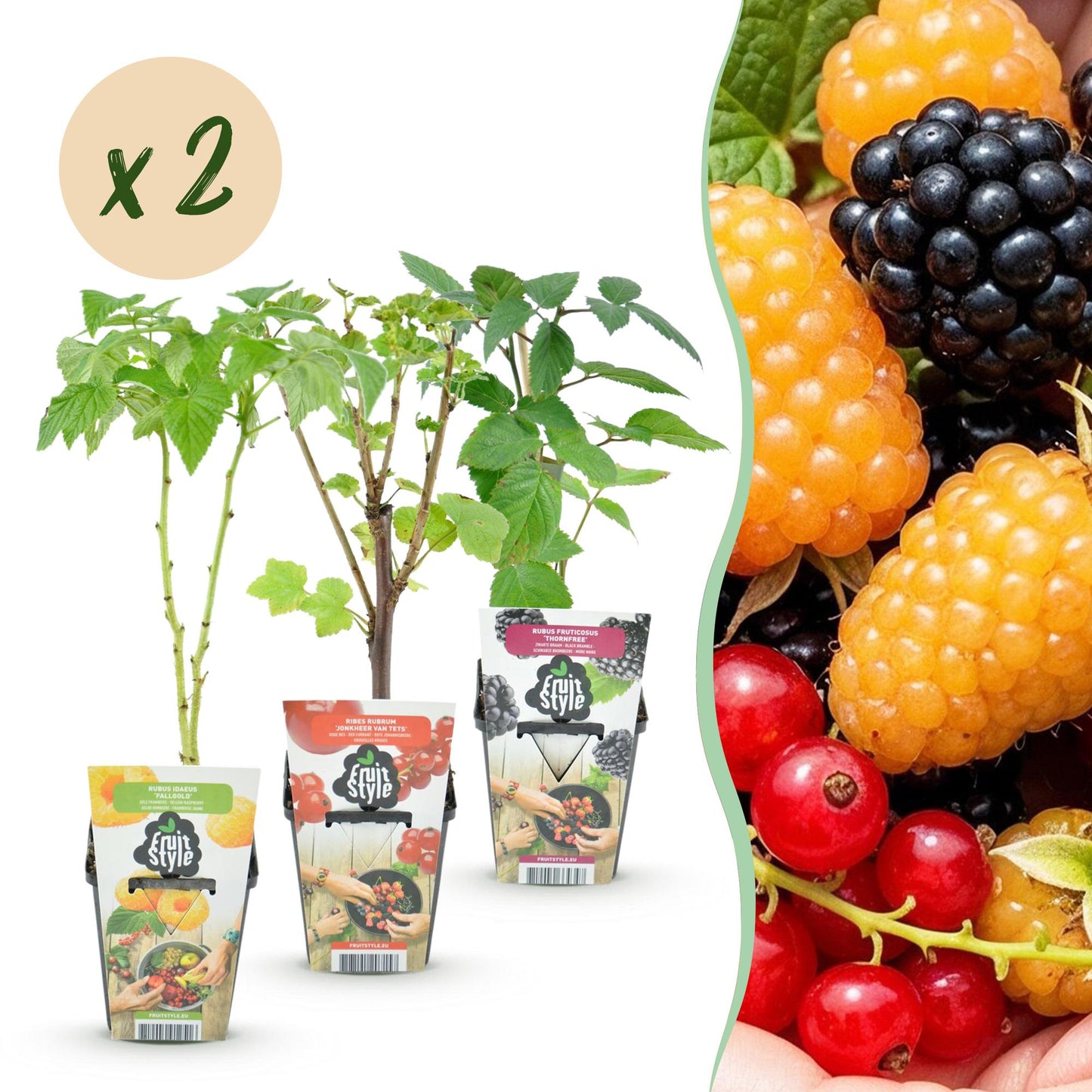 Fruitplantenmix Gijs - 2x Rode Bes, 2x Gele Framboos, 2x Zwarte Braam