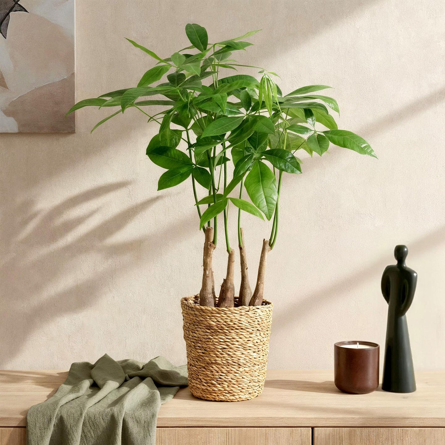 Green BoutiQ - Green is... Kamerplanten - Pachira Aquatica multi stam - Geldboom - Weinig onderhoud - met mand - Groen - 2 Planten - Pot 17cm - Hoogte 50-55cm
