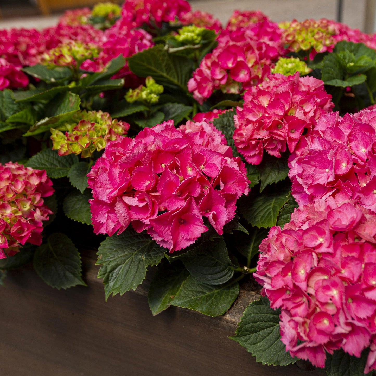 Green boutiQ - Tuinplant - Hydrangea macrophylla Rood - Hortensia - Winterhard - Rood - 3 Planten - Pot 12cm - Hoogte Hoogte 20-30cm