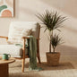 Dracaena Magenta - Drakenbloedboom - incl. mand - pot 21cm - hoogte 90-100cm