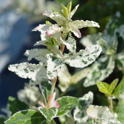 Euonymus fortunei 'Harlequin' op stam - Kardinaalshoed - hoogte 90cm