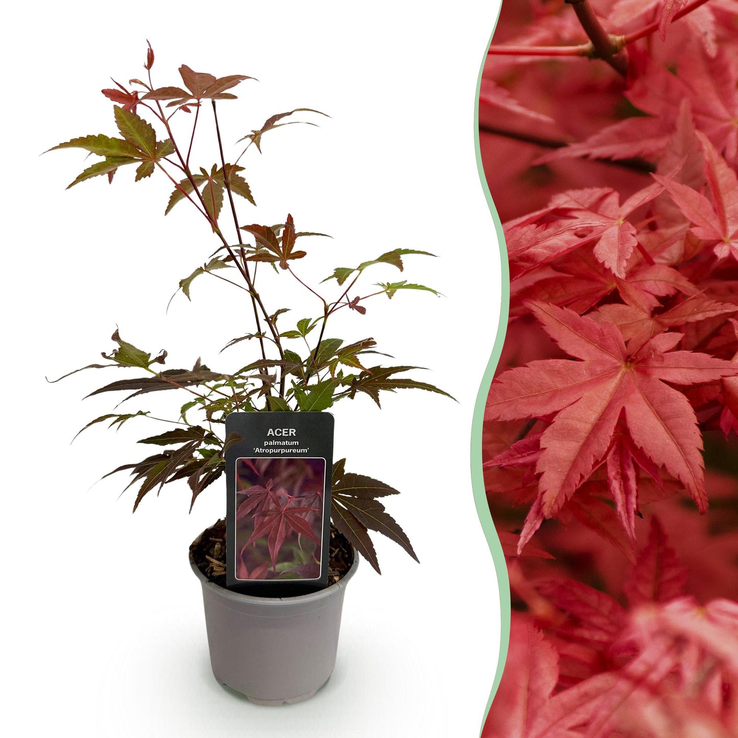 Acer palmatum 'Atropurpureum' - Japanse Esdoorn - hoogte 35cm