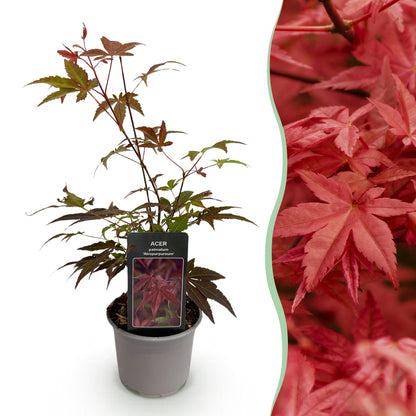 Acer palmatum 'Atropurpureum' - Japanse Esdoorn - hoogte 35cm