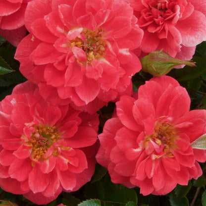 Rosa 'Salmon Queen' - Klimroos