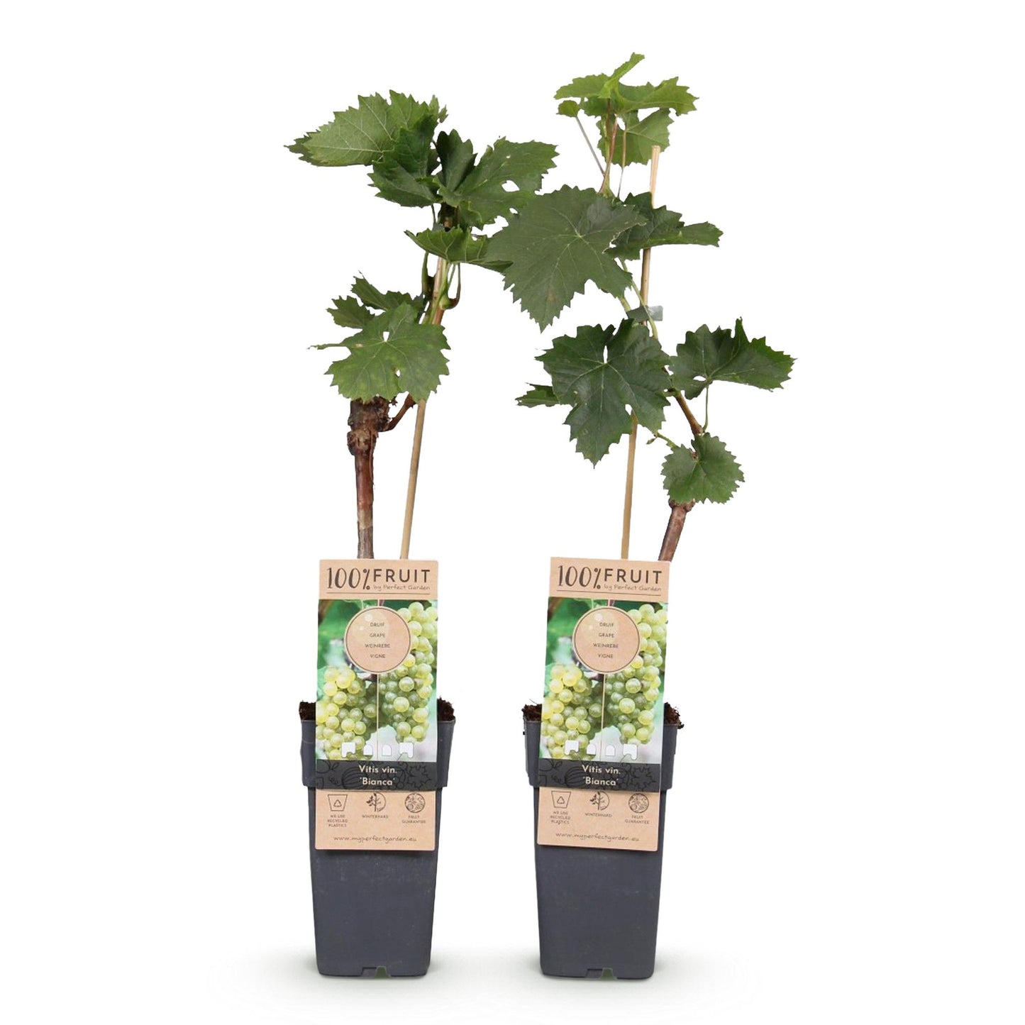 Vitis vinifera 'Bianca' - Witte Druif (geent)