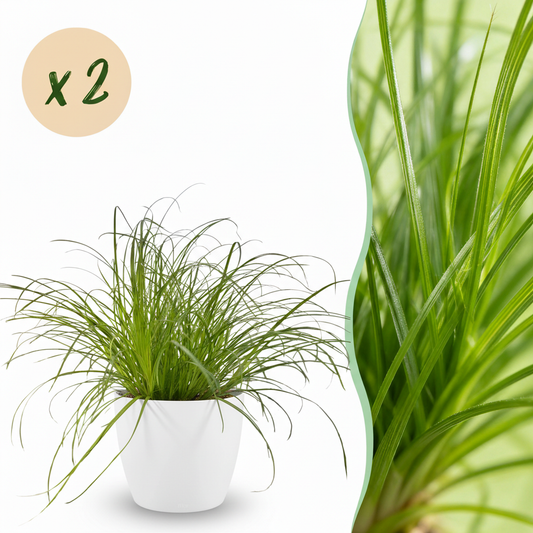 Green boutiQ - Kamerplant - Cyperus alternifolius Zumula - Kattengras - Huisdiervriendelijke Plant - Groen - 2 Planten - met Potter Wit - Pot 12cm - Hoogte 20cm