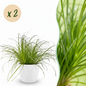 Green boutiQ - Kamerplant - Cyperus alternifolius Zumula - Kattengras - Huisdiervriendelijke Plant - Groen - 2 Planten - met Potter Wit - Pot 12cm - Hoogte 20cm