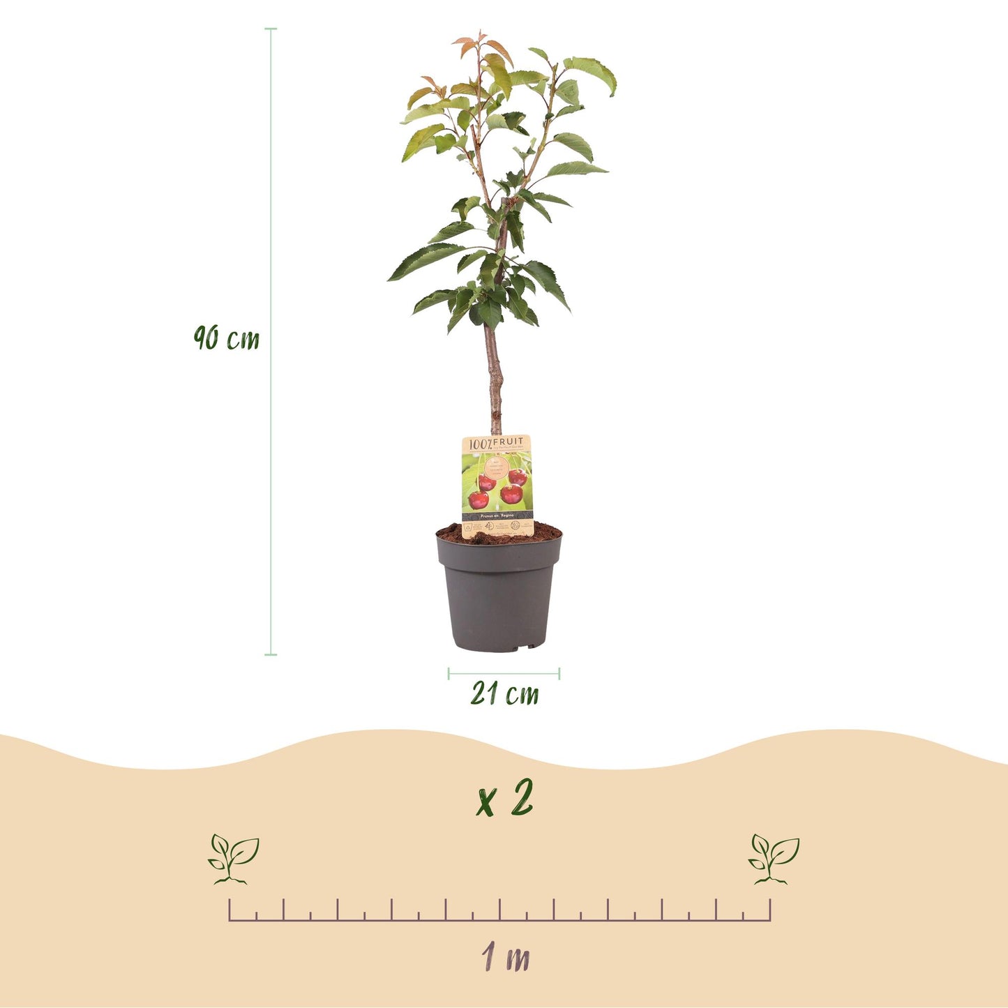 Prunus avium 'Regina' - Kersenboom - hoogte 90cm