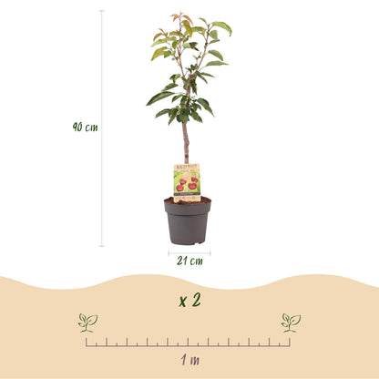 Prunus avium 'Regina' - Kersenboom - hoogte 90cm