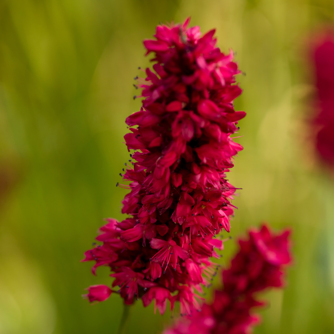 Persicaria amplixicaulis 'Blackfield' - Duizendknoop