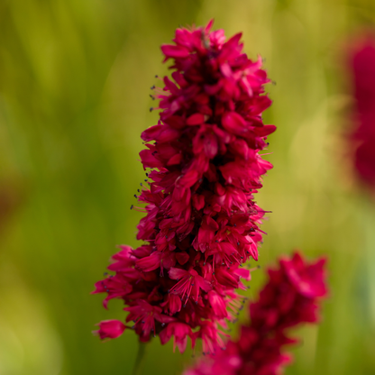 Persicaria amplixicaulis 'Blackfield' - Duizendknoop